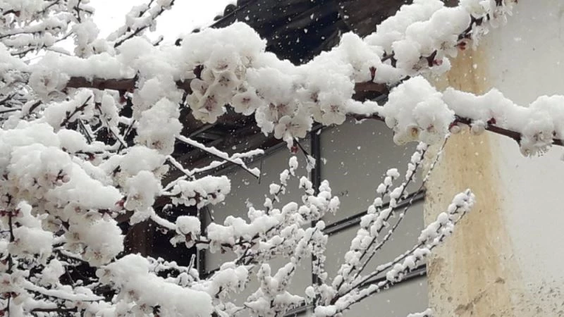 Kayısıda zirai don endişesi
