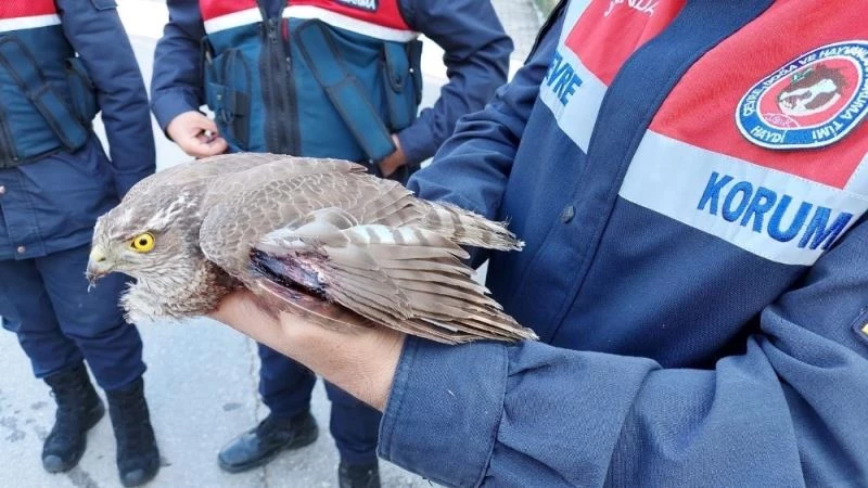 Yaralı atmacaya jandarma sahip çıktı
