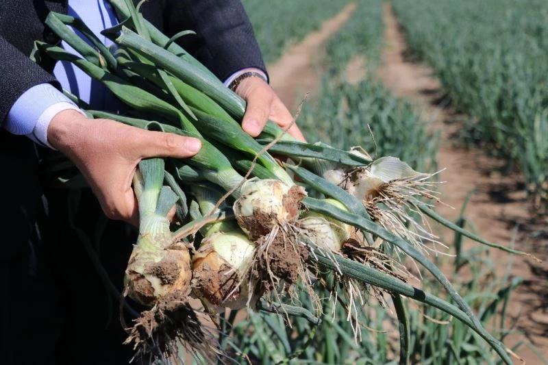 Soğan hasadı yaklaşıyor üretici pazar bulamama korkusu yaşıyor
