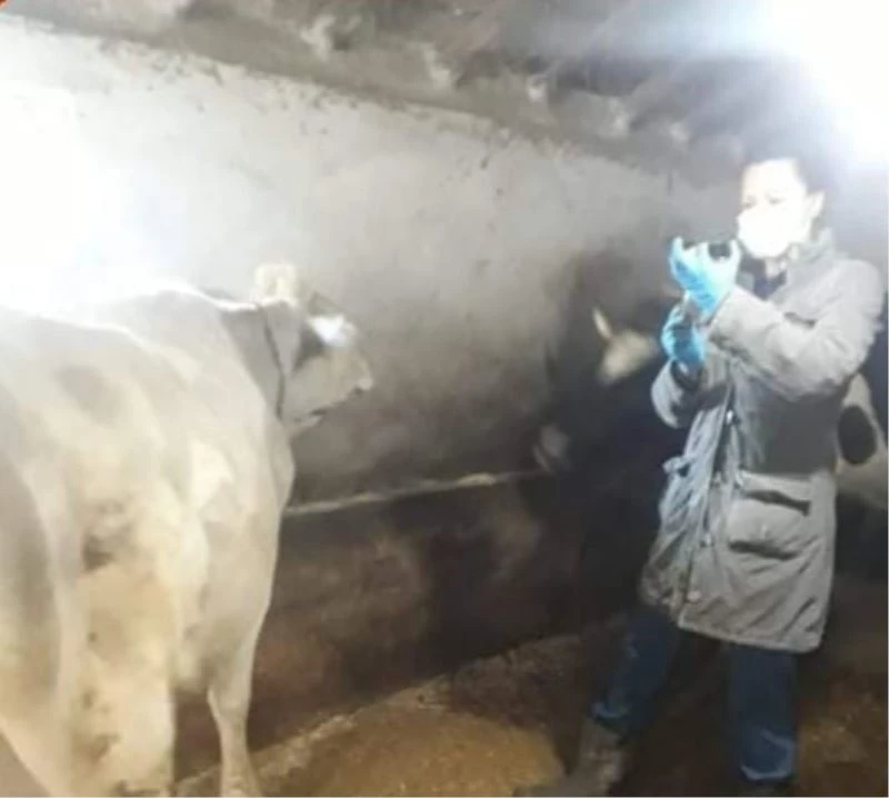 Aslanapa’da ’’Şap’’ aşısı ve buzağı küpeleme çalışmaları
