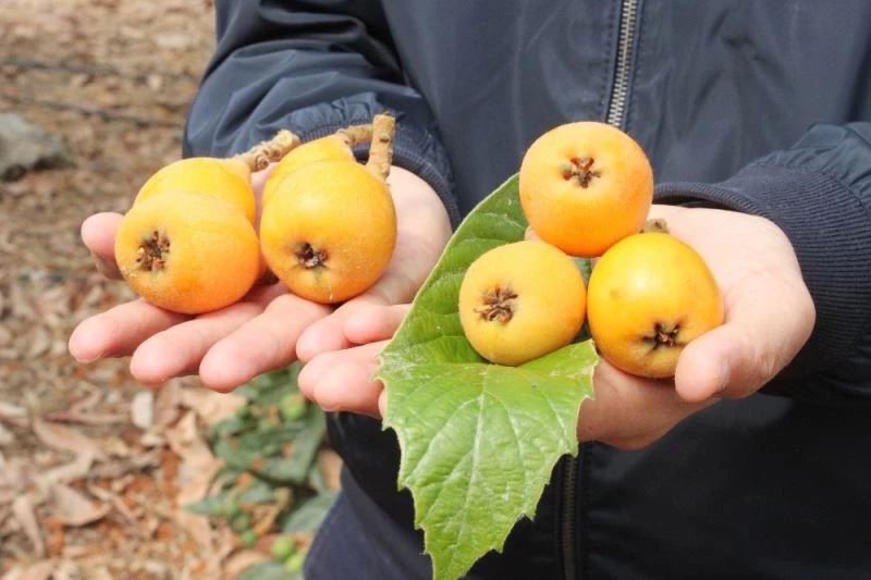 Turfanda yenidünya çıktı
