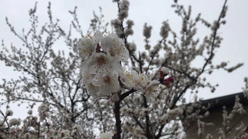 Çiçek açan kayısı ağaçları donma tehlikesi altında
