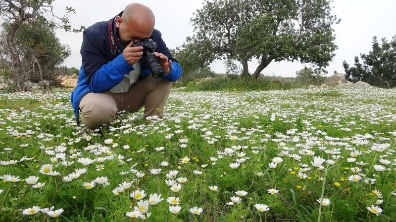Toros Dağlarında papatya zamanı
