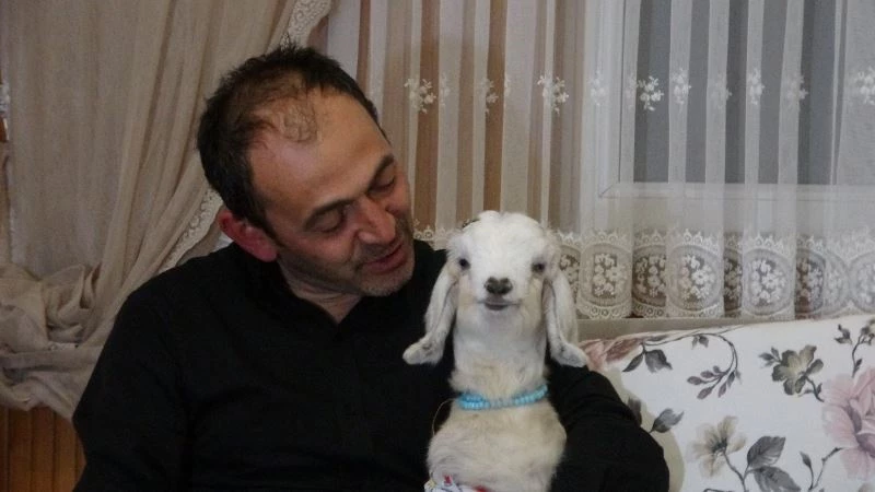 Kendisine hediye edilen keçi yavrusuna evladı gibi bakıyor
