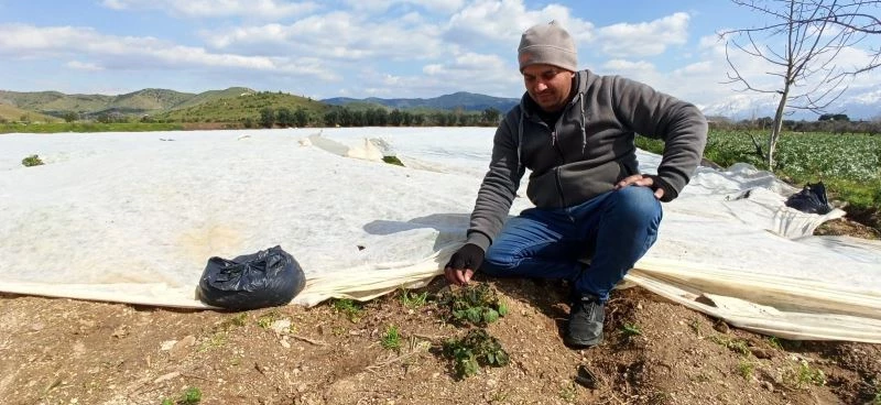 Kar ve don, bakla ve bezelyeyi vurdu

