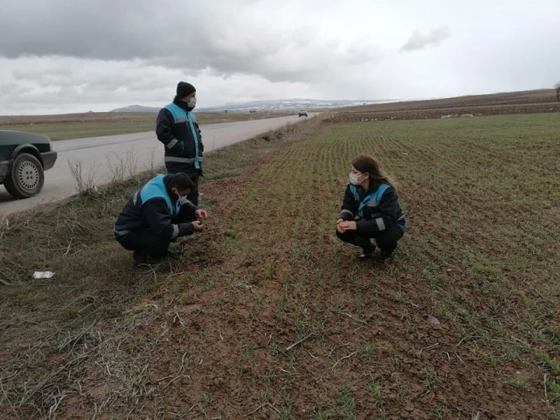 Hububat ekili alanlarda mevsimsel hastalık kontrolleri
