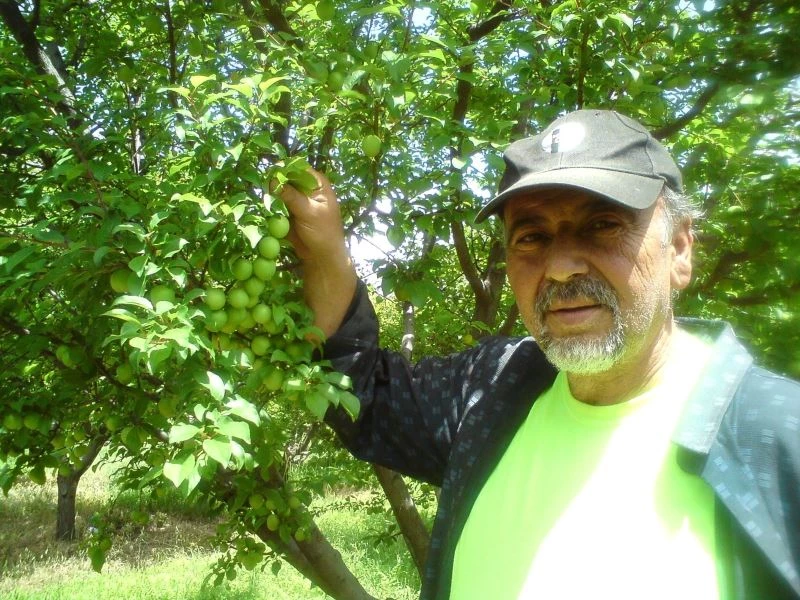 Mut eriği Rusya ve Dubai’ye gönderiliyor
