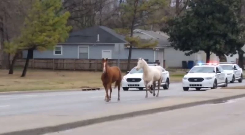 ABD’de kaçak atlar trafiği tıkadı
