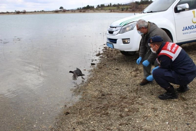 Jandarmanın tedavi ettirdiği sakarmeke kuşu doğaya salındı
