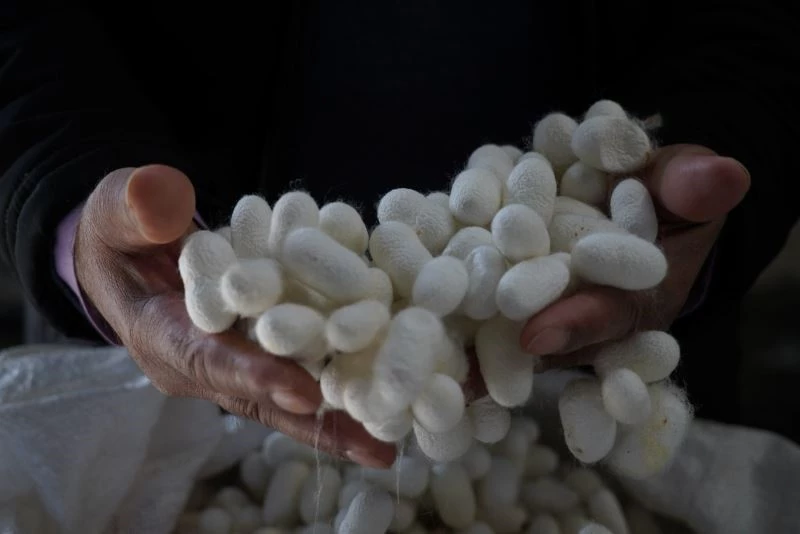 İpeğin ‘tarladan podyuma’ serüveni sergilenecek
