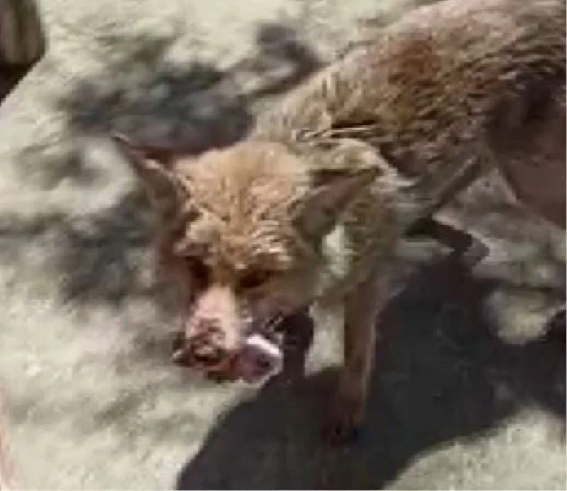 Yaralı tilkiyi tedavi etti, doyurdu, doğaya saldı
