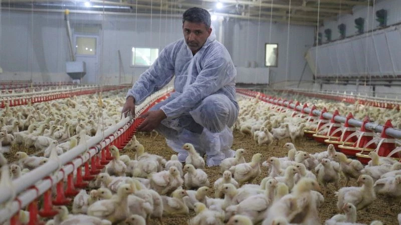 Devlet desteği ile çiftlik kurdu, yılda 300 bin TL kazanmaya başladı
