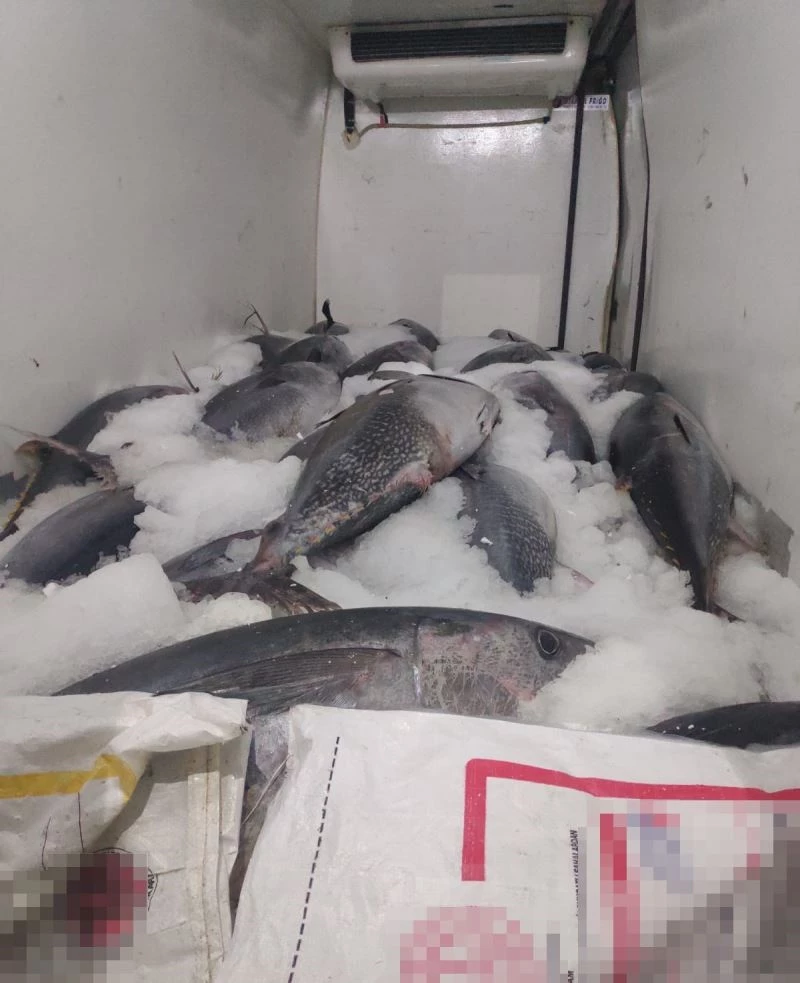 Beylikdüzü’nde avlanması özel izne tabi olan 2,5 ton orkinosa ele konuldu
