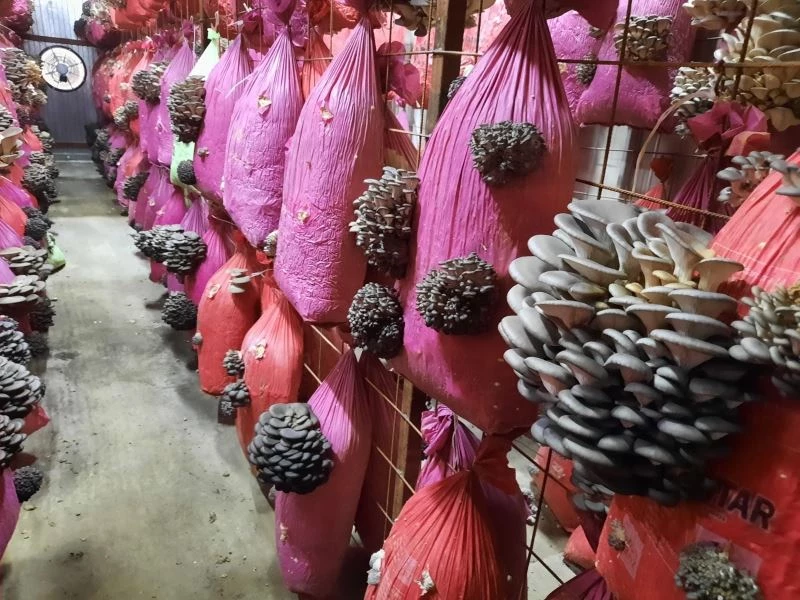 İnternetten görerek başladığı mantar üretiminde talebe yetişemiyor
