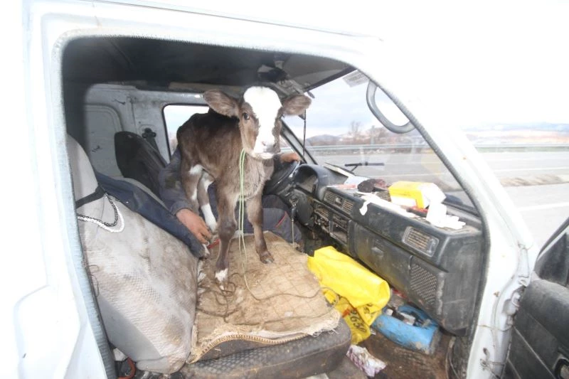 Buzağısını minibüsünün ön koltuğunda taşıdı
