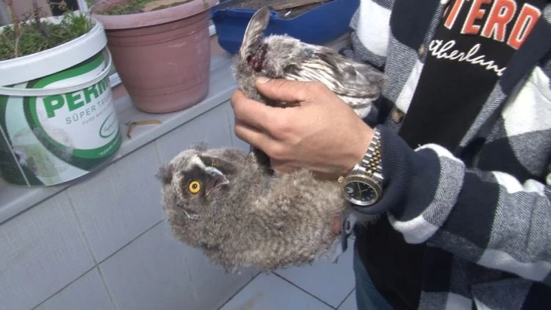 Yaralı yavru baykuşu kurtardı, etle besledi
