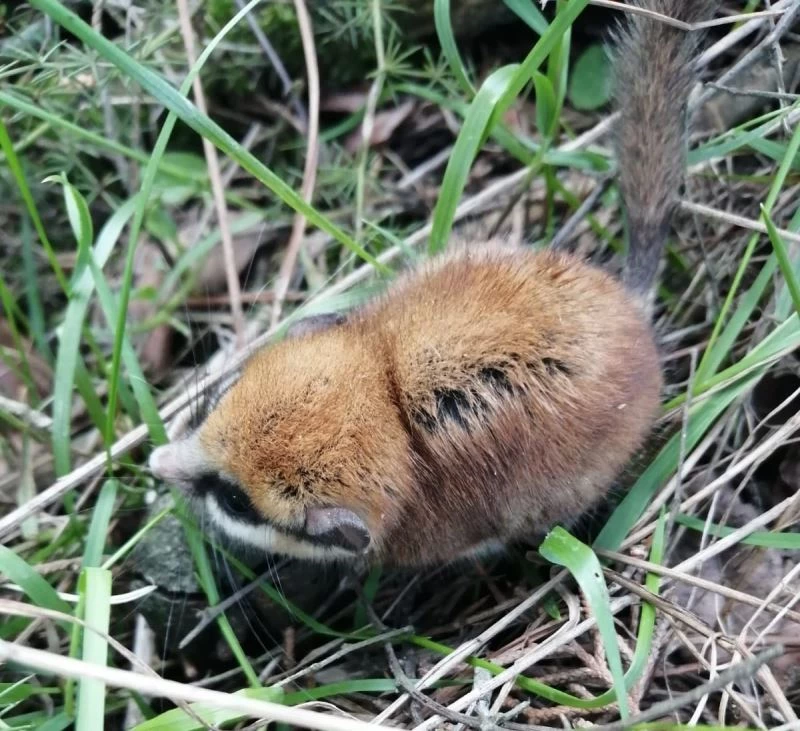 Nesli tehlikede olan Ağaç Yediuyuru Balıkesir’de görüldü

