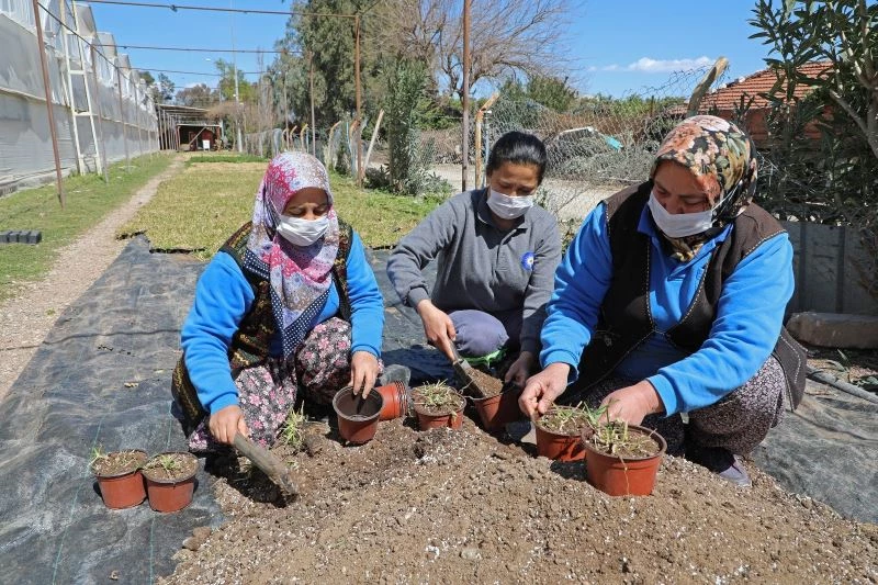 Susuzluğa ve kuraklığa dayanaklı 12 bin 500 adet çim fidesi üretildi
