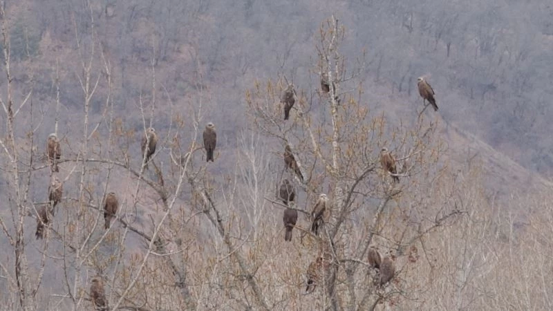Tunceli’de kara çaylak yoğunluğu, tabiat parkını doldurdular
