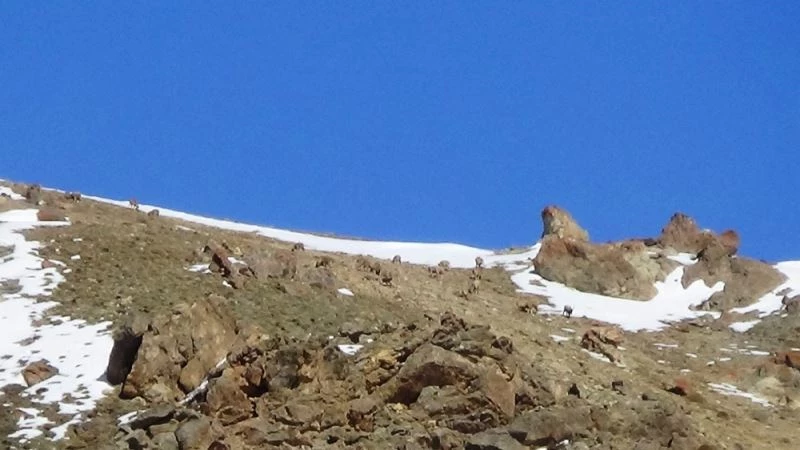 (Özel) Van Gölü havzasının yaban hayatı zenginliği dikkat çekiyor
