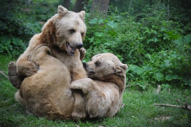 Türkiye’nin tek ayı barınağında Dünya Yaban Hayatı Günü kutlandı
