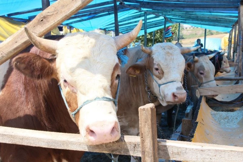 Hayvan sevkiyatında uyulacak kurallar açıklandı
