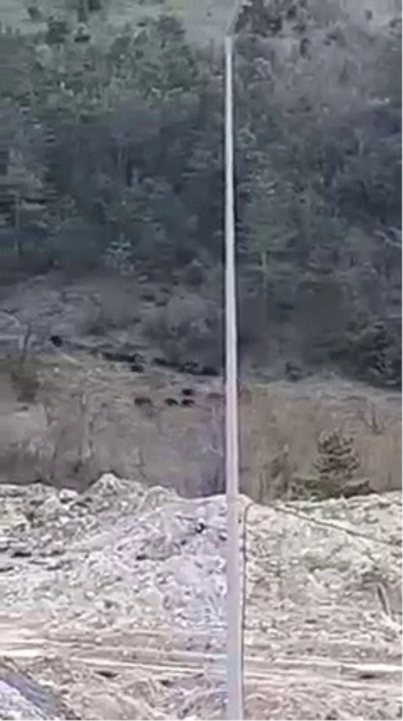 Aç kalan yaban domuzu sürüsü, OSB merkezine kadar geldi
