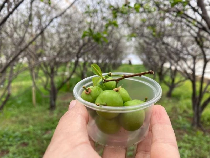 100 gram erik ağacında 100 TL’den satışa sunuldu
