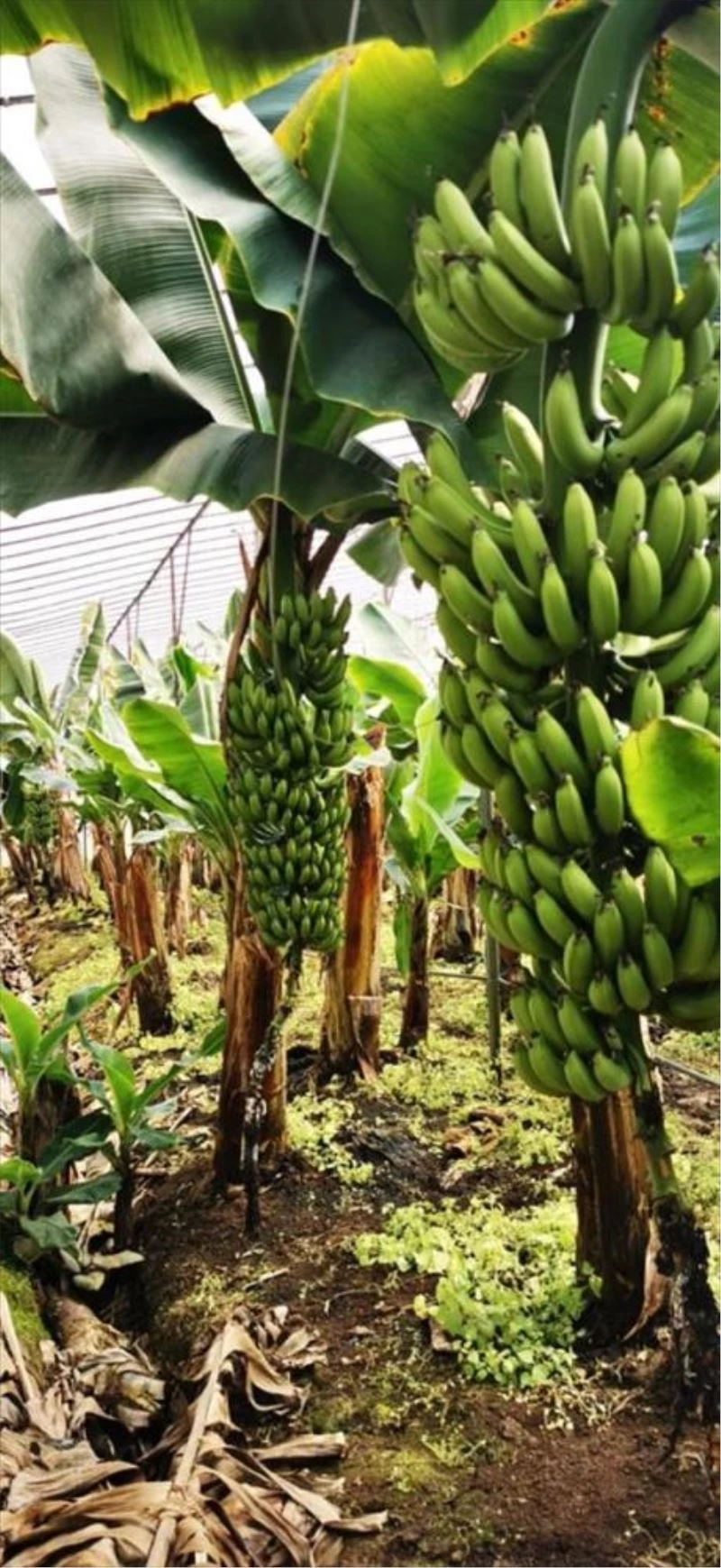 Yerli muzda bu yıl hedef 900 bin ton rekolte