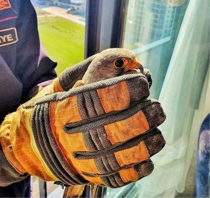 Pencereye sıkışan doğanı itfaiye kurtardı
