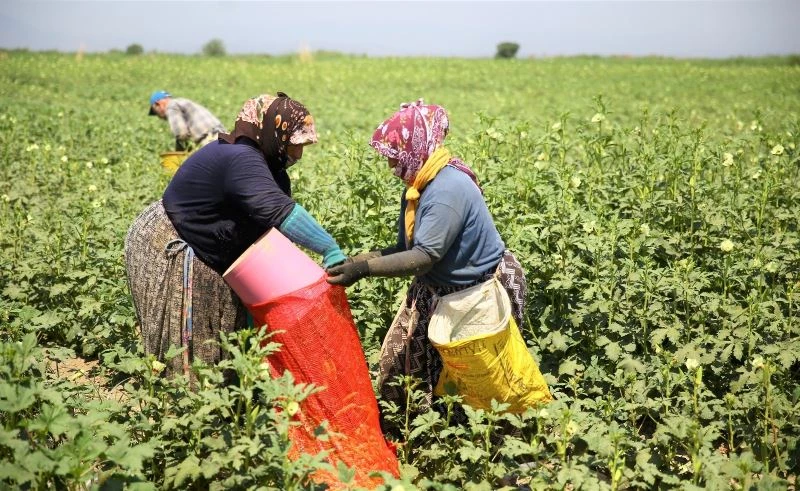 Kütahya’da yılda 250 ton bamya üretiliyor
