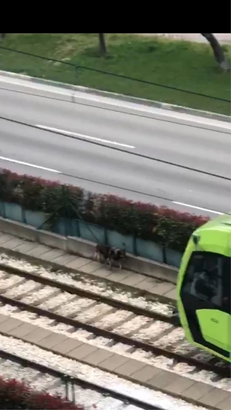 Raylara giren davetsiz misafir binlerce insanın yolculuğunu aksattı
