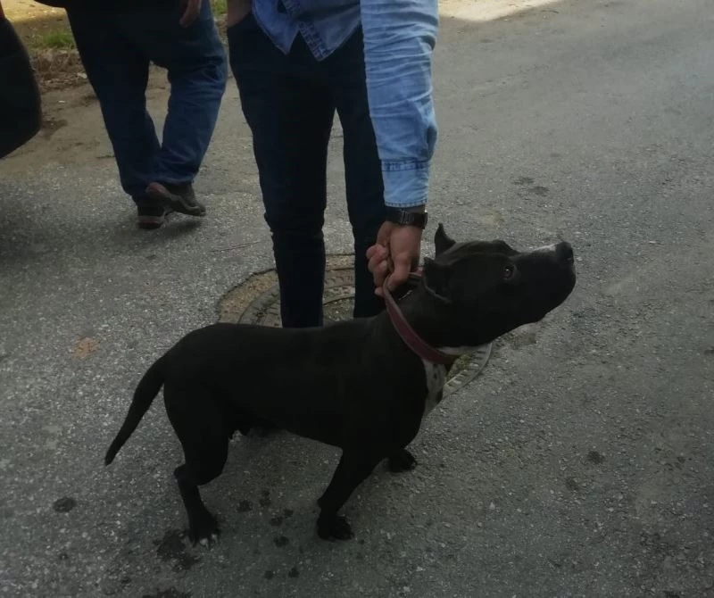 Sokakta pitbull gezdirdi, 10 bin lira ceza yedi
