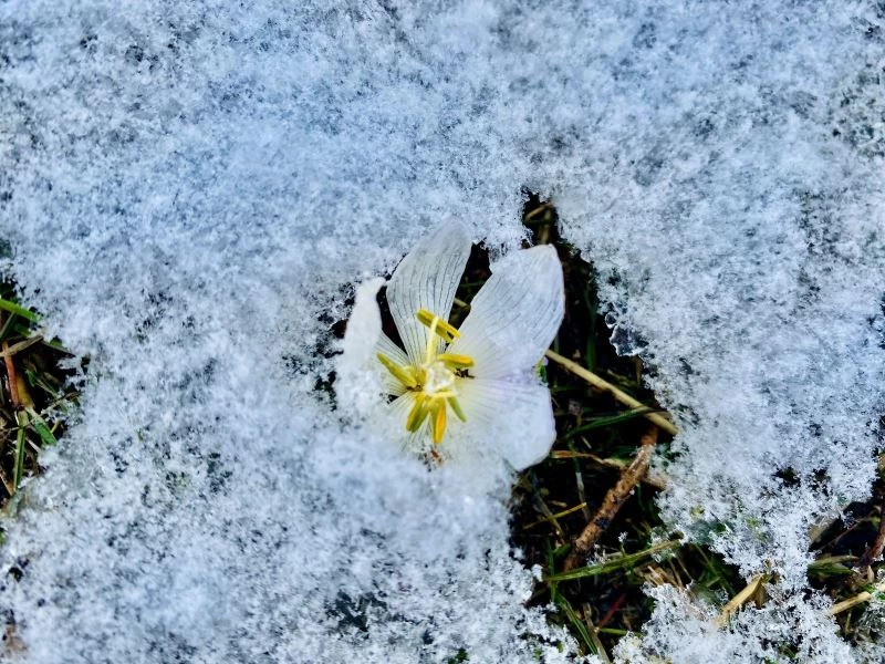 Mart Karı Kardelenleri Gömdü
