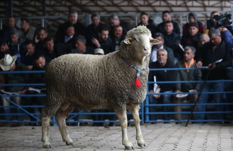 Pandemi damızlık koç satışını da vurdu
