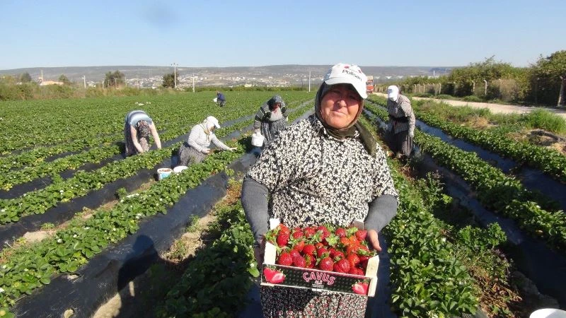Silifke’de açıkta çilek hasadı başladı
