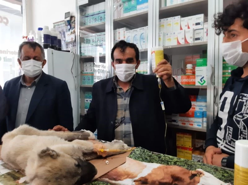 Kulağı ve kuyruğunu kestikleri yavru köpeği ölüme terk ettiler
