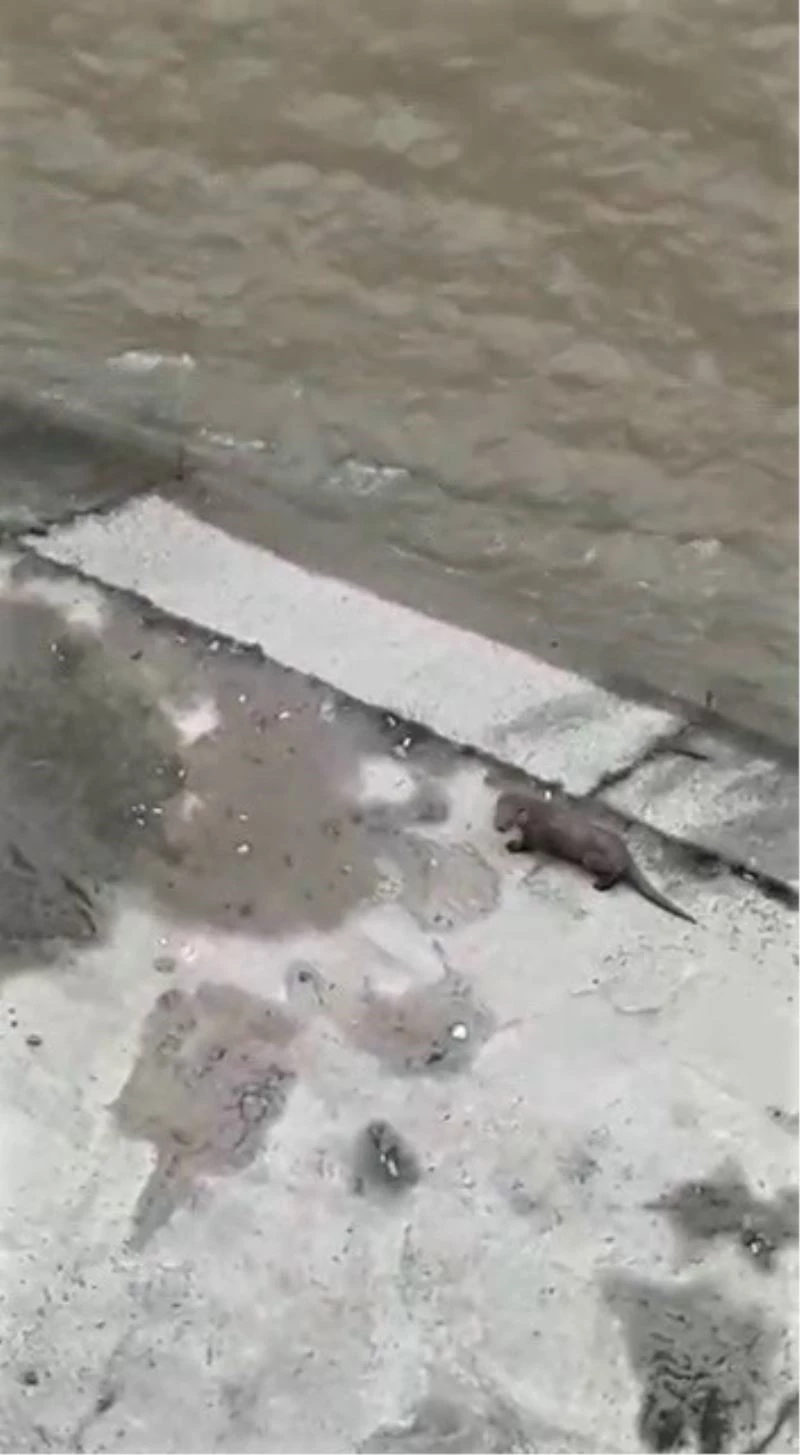 Nesli tükenmekte olan su samurları ilçeyi mesken tuttu
