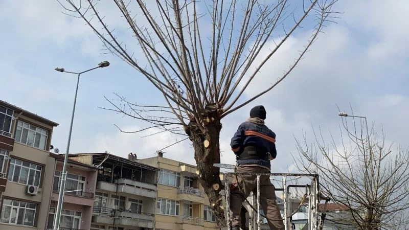 Ağaçlarda budamalar devam ediyor
