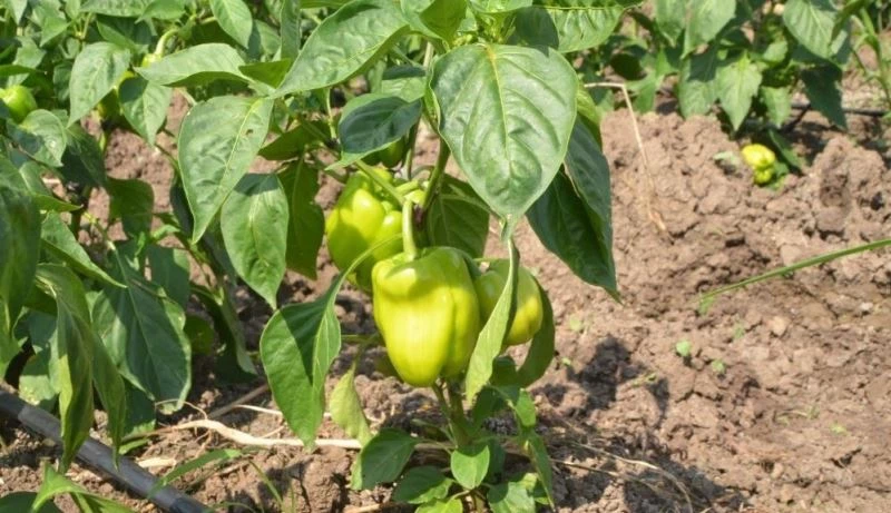 Fiyatı en fazla artan ürün dolmalık biber oldu
