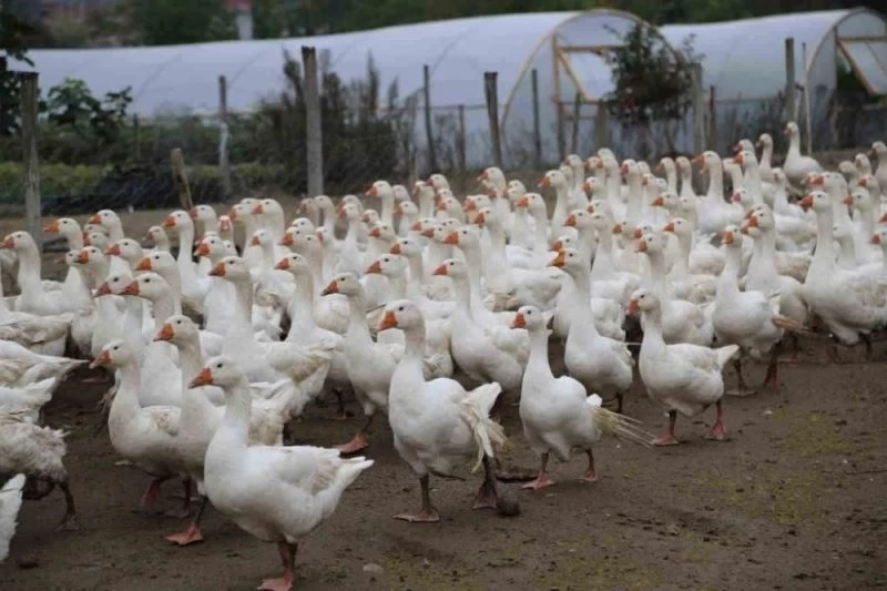 Hilmi Güler’in tarım projeleri ikiye katladı
