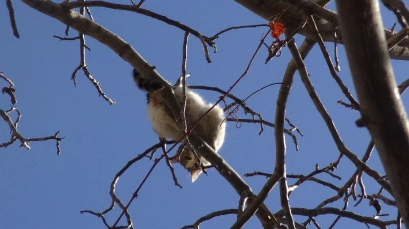 Köpeklerden korkup ağaca çıkan kediyi itfaiye kurtardı
