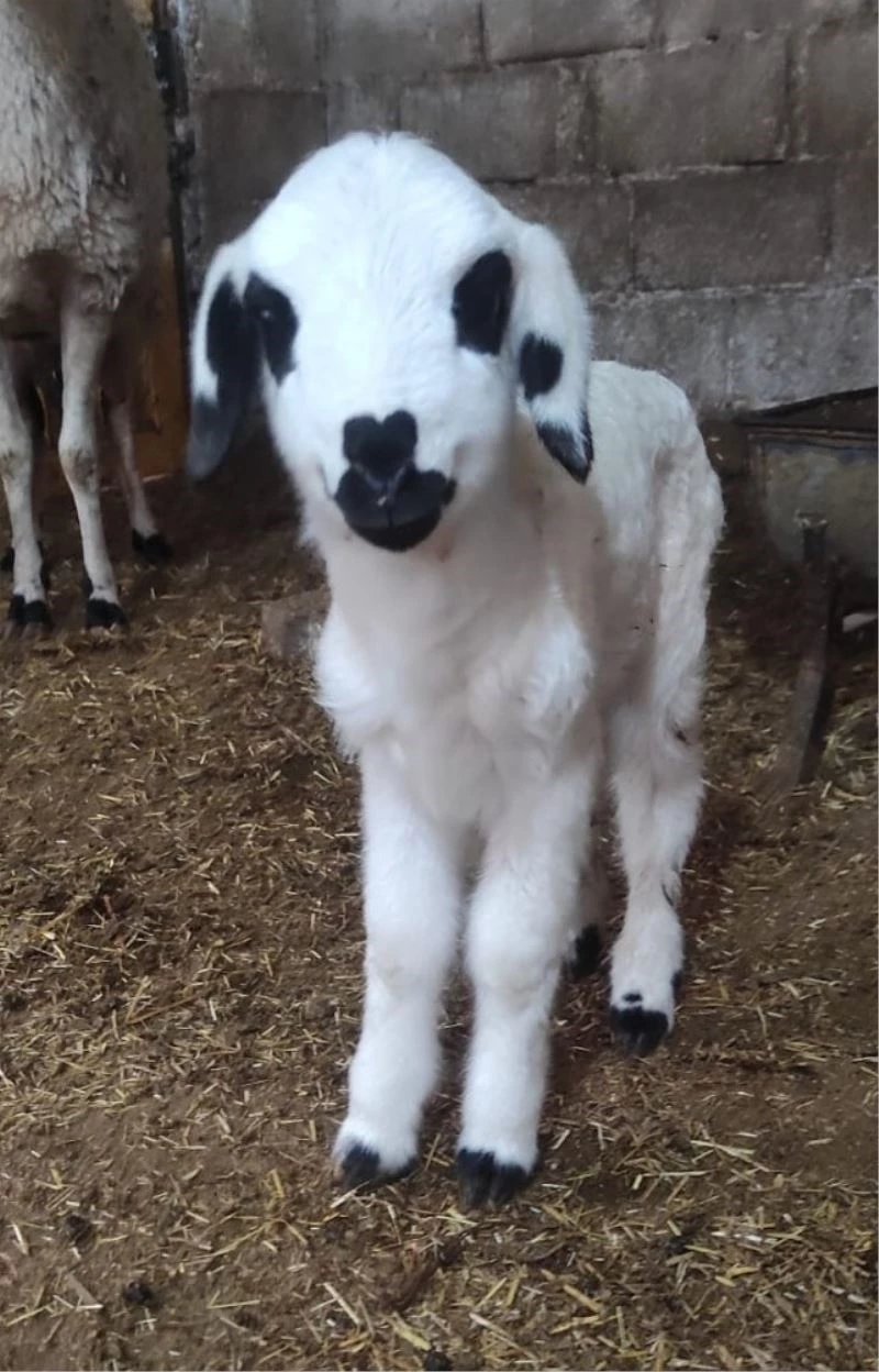 14 Şubat Sevgililer Gününde dünyaya gelen kuzunun burnundaki kalp simgesi, görenleri şaşırttı
