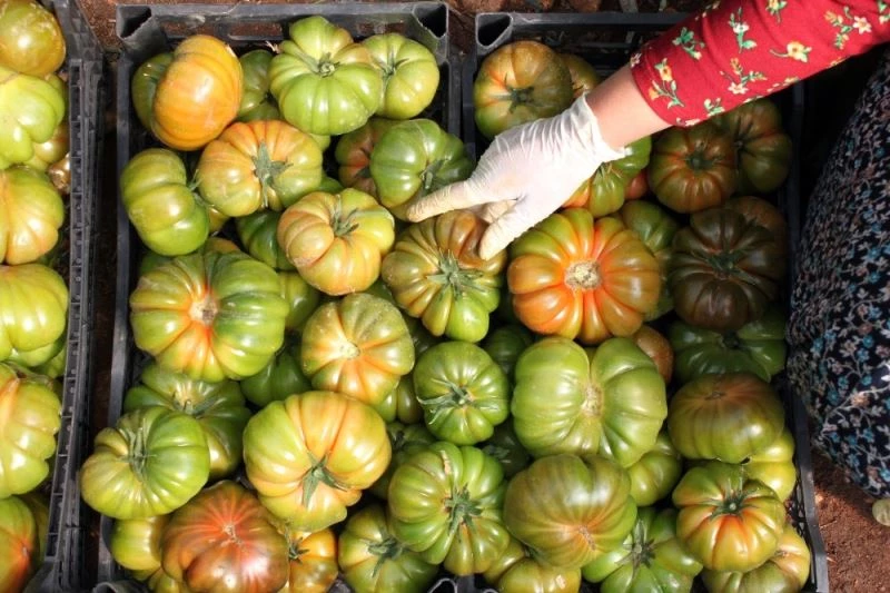 Atalarından miras asırlık tohumla yerli domates yetiştiriyor
