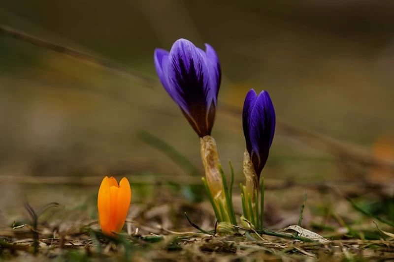 Bursa’da baharın müjdecisi kardelenler çiçek açtı

