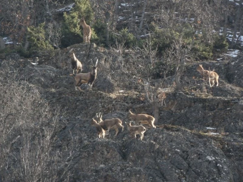 Tunceli’de yaban keçileri görüntülendi, tek boynuzlu olan dikkat çekti
