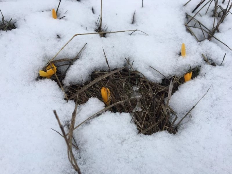 Zirvede açan Çiğdemler kar altında kaldı
