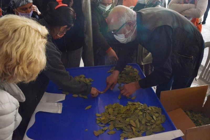 Defne yaprağı kadınlara ek gelir oluyor
