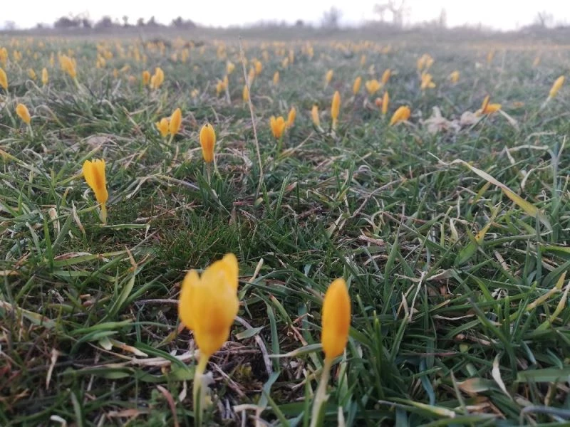 Keles’te yaylalar çiçek açtı
