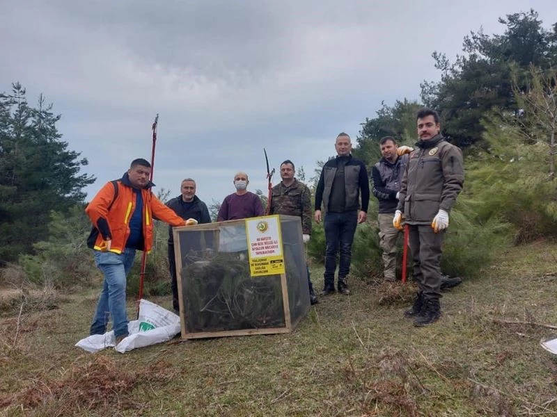 Türkeli’de çam kese böceği ile mücadele başladı
